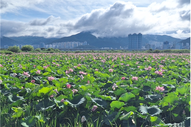 2025 Daejeo Eco Park Sinduk Wetland Lotus View