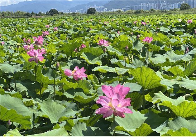2025 Maekdo Eco Park Hajungdo Wetland Lotus View
