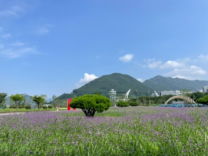 阳山黄山公园美人草群落