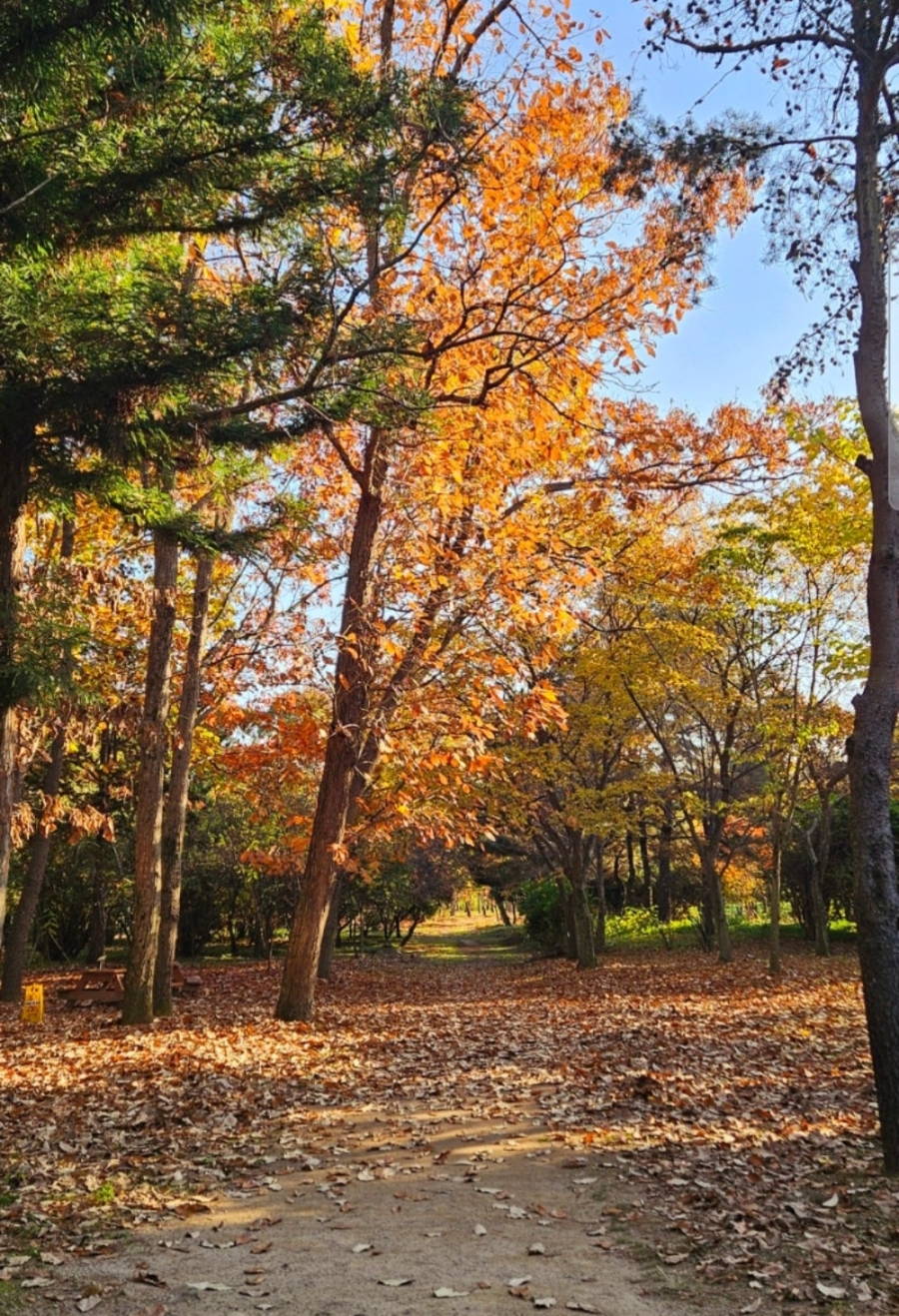 晋州庆南植物园红叶