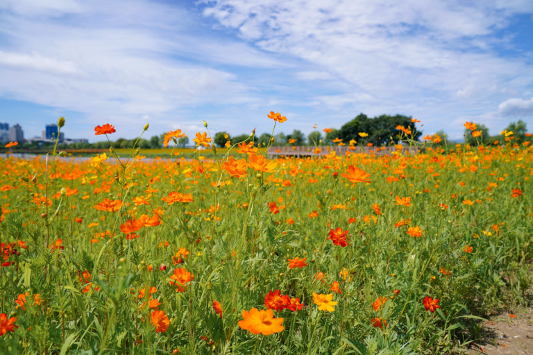 Nakdong River Eco Park Yellow Cosmos Fields