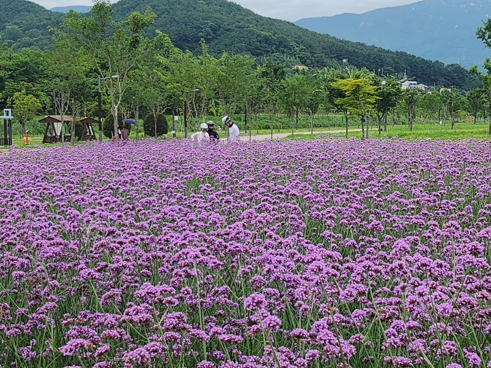 阳山黄山公园美人草群落
