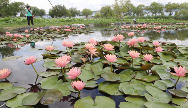 Samrak Eco Park Lotus Flower Field