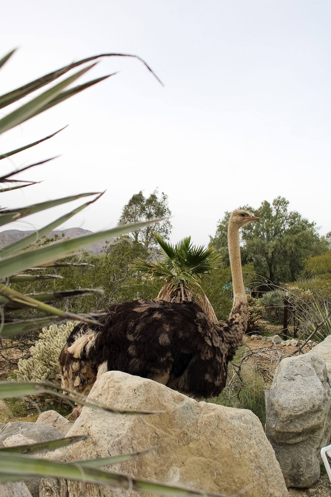 Kaleidoscope Desert exterior