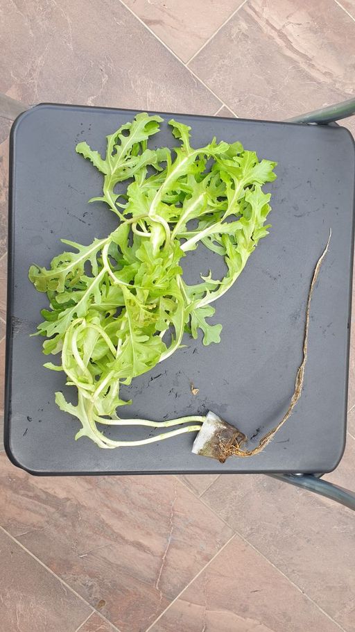 Western (Aquaponic Lettuce Red Salad Bowl  ) 150 gm