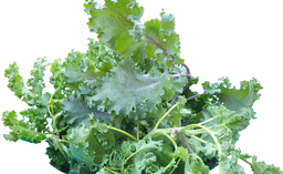 Western (Aquaponic Semi Curled Kale ) 100gm
