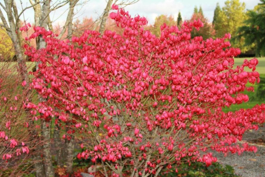 Autumn colors in Washington State