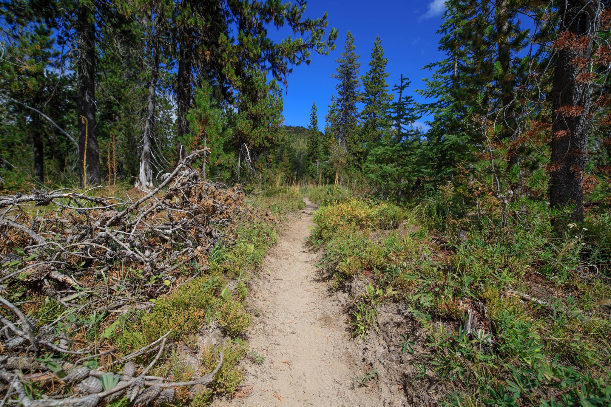 A beautiful, well-defined hiking trail winding through a vibrant green forest.
