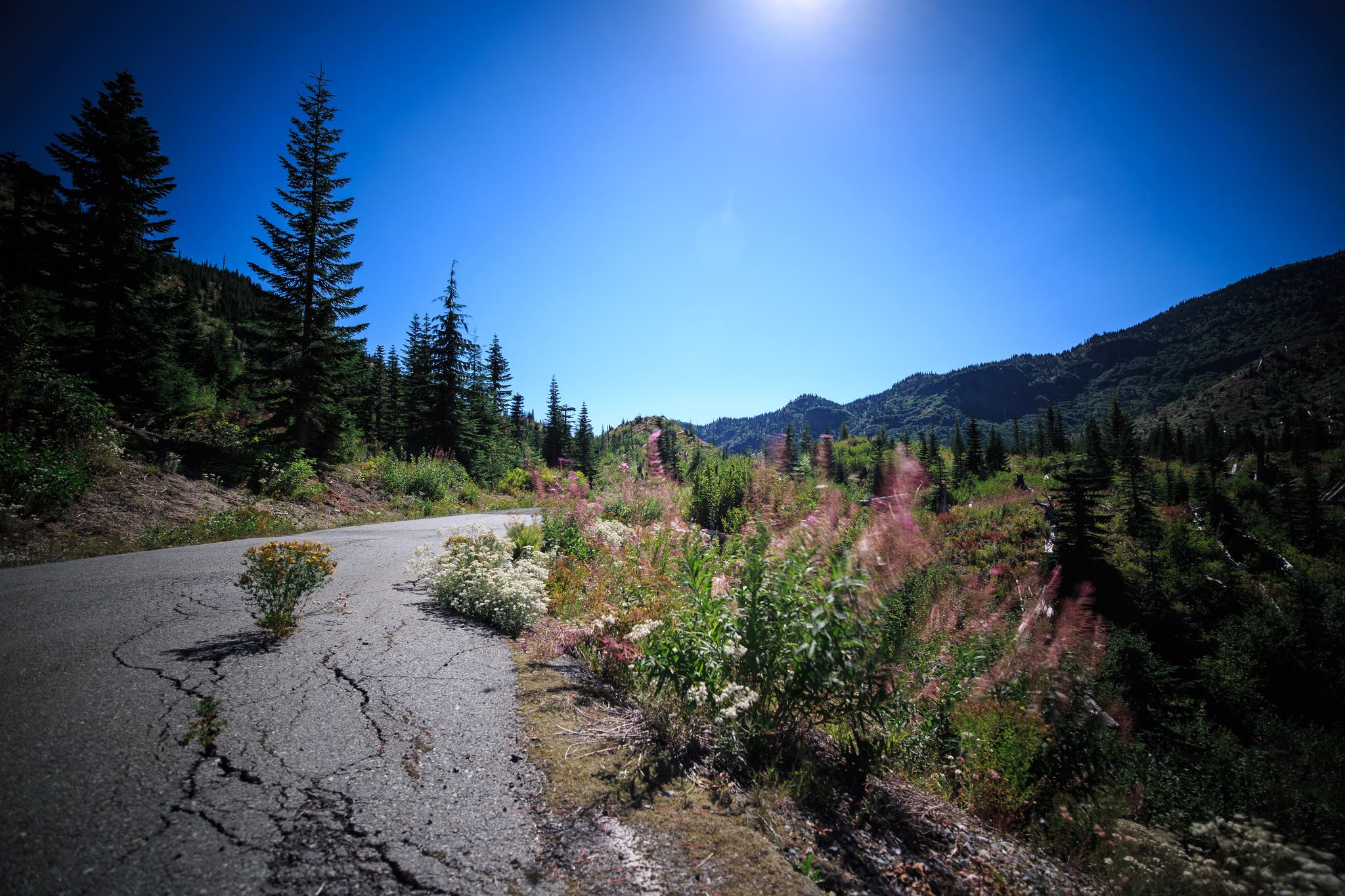 A rustic dirt trail disappearing into a thick, green forest.