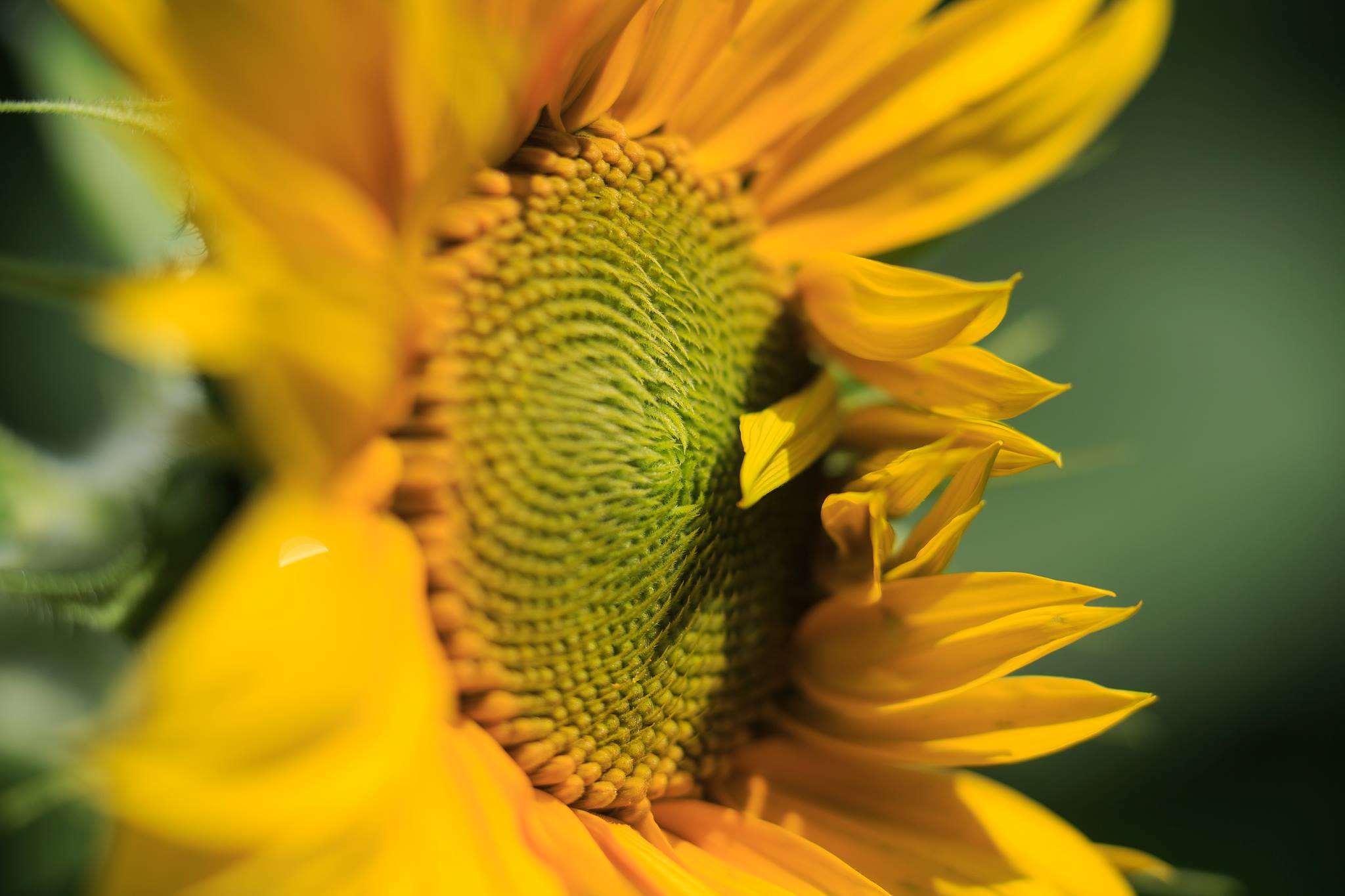 A bright yellow wildflower blooming in a field.