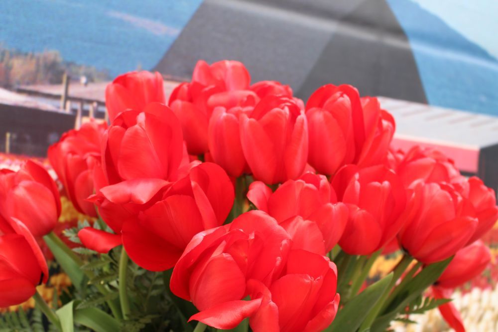 Red tulips in full bloom