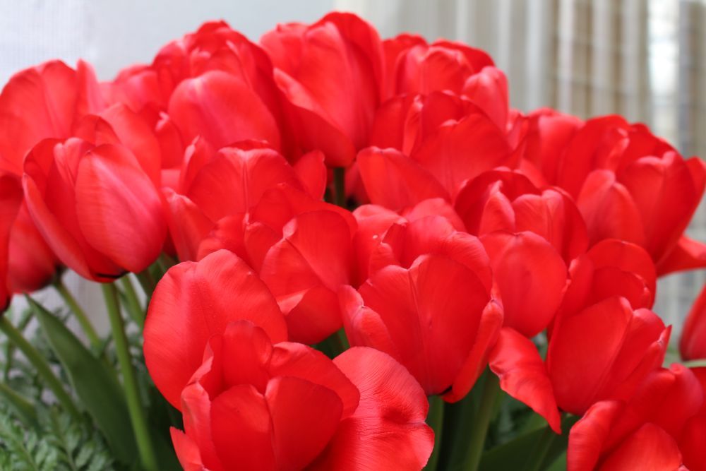 Red tulips in garden