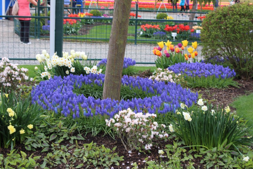 Blue-violet tulips glowing in soft light — rare and extraordinary