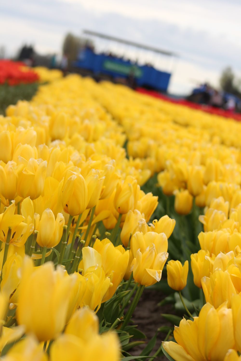 Field of yellow tulips glowing under a bright spring sky