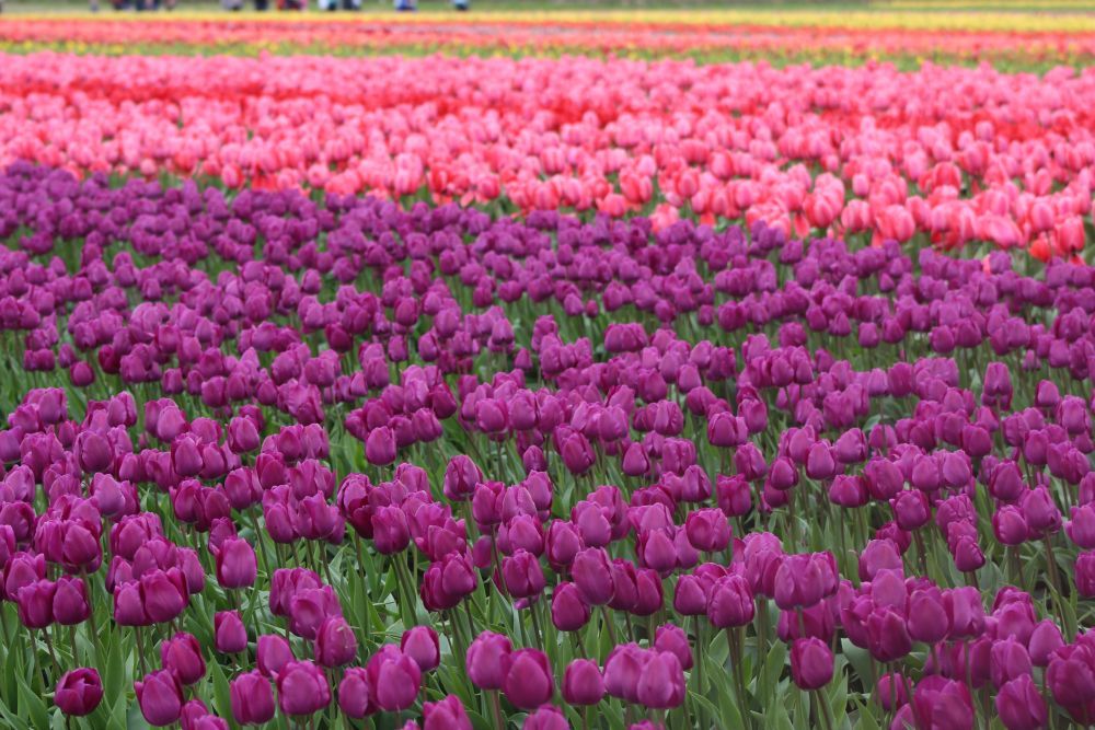 Stunning purple tulips in full spring bloom