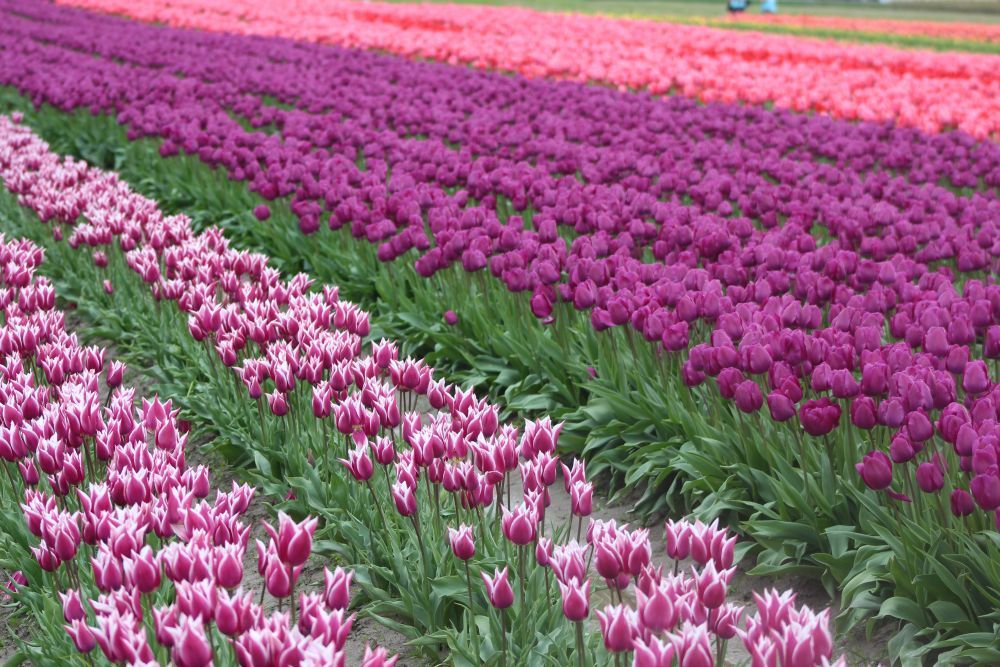 Field of purple tulips stretching across a spring landscape