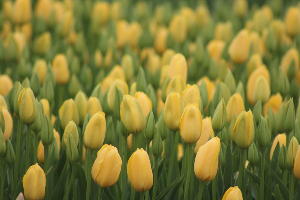 Yellow tulips glowing in warm afternoon light — a sea of living sunshine