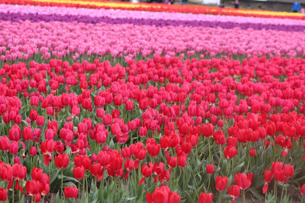 Pink tulips in a spring garden — a sea of soft colour
