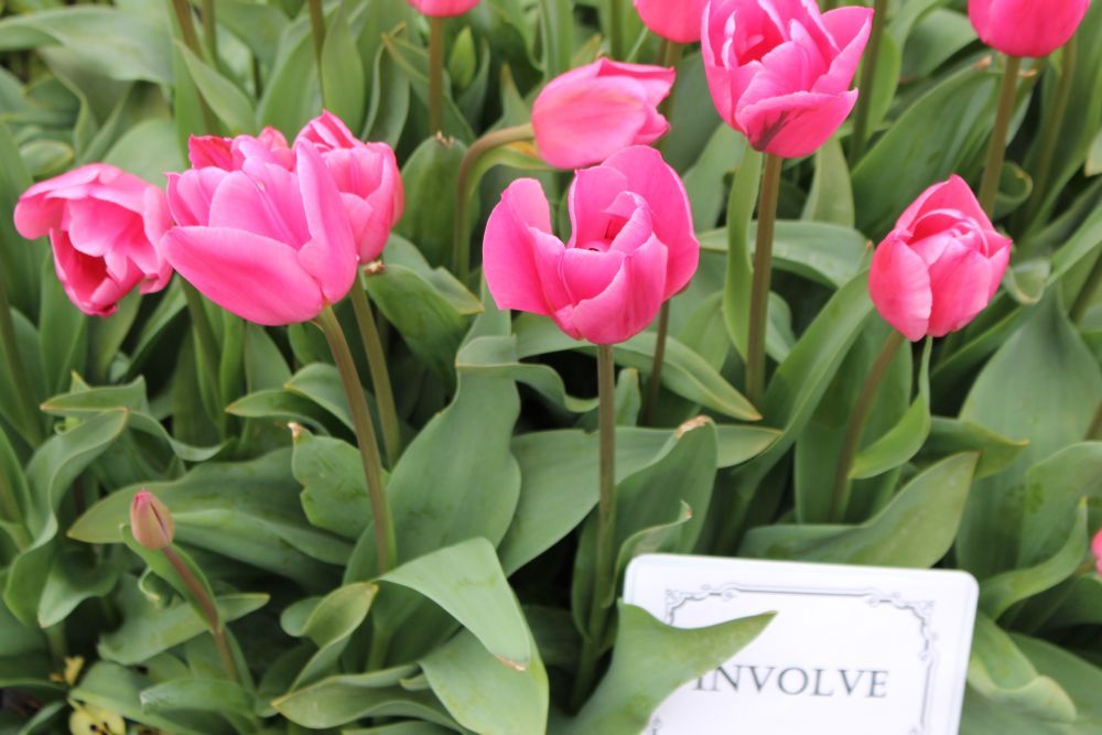 Pink tulip field stretching to the horizon in spring bloom