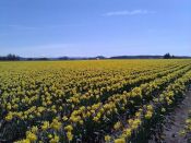 DAFFODILS IN SKAGIT VALLEY