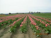 TULIP FESTIVAL 003