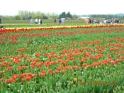 TULIP FESTIVAL 006