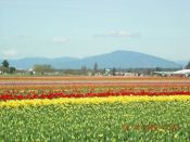 TULIPS FIELD