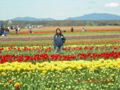 TULIP FESTIVAL 026