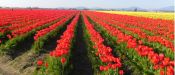 RED TULIPS