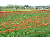 HALF BLOSSOM TULIPS