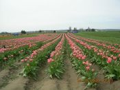 BEGINNING OF TULIP SEASON