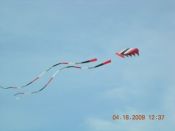 TULIP FESTIVAL KITE