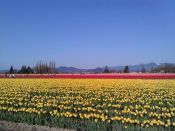 RED AND YELLOW TULIPS