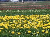 YELLOW FLOWERS