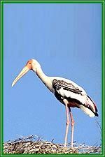 BHARATPUR BIRD SANCTUARY PAINT