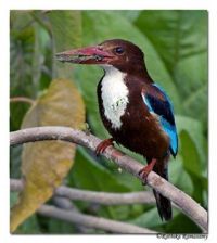 BHARATPUR BIRD SANCTUARY