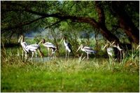 BHARATPUR