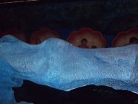 DSCF1680