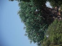 DSCF2161