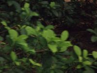 DSCF2268