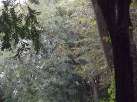 DSCF2271