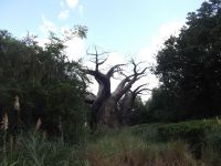 DSCF2279
