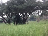 DSCF2280