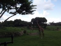 DSCF2289