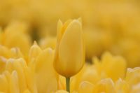 Photos Of Yellow Color Flowers In India — India travel guide