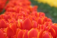 Photos Of Red Color Flowers In India — India travel guide