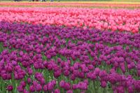 Photos of Purple color flowers in India