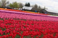 Photos Of Pink Color Flowers In India — India travel guide