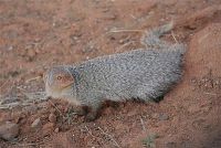 INDIAN GREY MONGOOSE