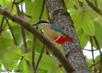 INDIAN PITTA